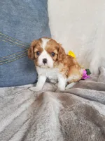Biscuit, a male Cavalier King Charles Spaniel for sale in Newport, PA – 4 of 4