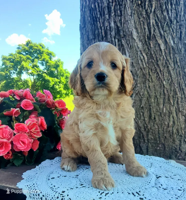 Sunshine  – Cockapoo puppy for sale in Newport, PA