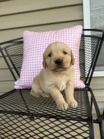 Blue Collar Female, a female Golden Retriever for sale in Cookeville, TN – Photo 3 of 5