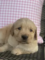 Blue Collar Female, a female Golden Retriever for sale in Cookeville, TN – Photo 1 of 5