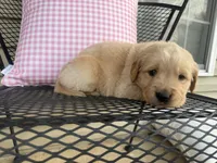 Blue Collar Female, a female Golden Retriever for sale in Cookeville, TN – Photo 5 of 5