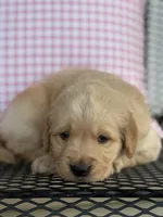 Blue Collar Female, a female Golden Retriever for sale in Cookeville, TN – Photo 2 of 5