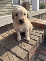 Blue Collar Female, a female Golden Retriever for sale in Cookeville, TN – Photo 4 of 5