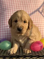 Pink Collar , a female Golden Retriever for sale in Cookeville, TN – Photo 7 of 7