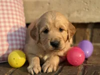 Pink Collar , a female Golden Retriever for sale in Cookeville, TN – Photo 2 of 7
