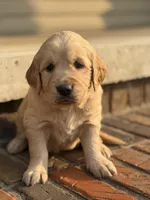 Pink Collar , a female Golden Retriever for sale in Cookeville, TN – Photo 4 of 7