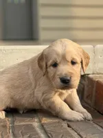 Pink Collar , a female Golden Retriever for sale in Cookeville, TN – Photo 5 of 7