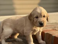 Pink Collar , a female Golden Retriever for sale in Cookeville, TN – Photo 1 of 7