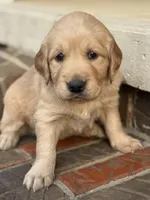 Pink Collar , a female Golden Retriever for sale in Cookeville, TN – Photo 3 of 7