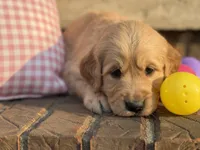 Pink Collar , a female Golden Retriever for sale in Cookeville, TN – Photo 6 of 7