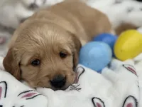 Green Collar, a male Golden Retriever for sale in Cookeville, TN – Photo 7 of 8