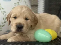 Black collar, a male Golden Retriever for sale in Cookeville, TN – Photo 5 of 7