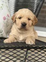 Green Collar, a male Golden Retriever for sale in Cookeville, TN – Photo 8 of 8