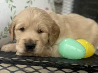 Black collar, a male Golden Retriever for sale in Cookeville, TN – Photo 7 of 7