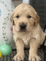 Black collar, a male Golden Retriever for sale in Cookeville, TN – Photo 6 of 7