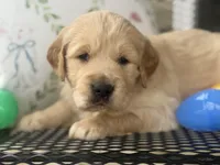 Black collar, a male Golden Retriever for sale in Cookeville, TN – Photo 2 of 7