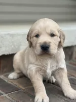 Black collar, a male Golden Retriever for sale in Cookeville, TN – Photo 4 of 7