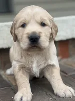 Black collar, a male Golden Retriever for sale in Cookeville, TN – Photo 3 of 7