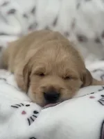 Black collar, a male Golden Retriever for sale in Cookeville, TN – Photo 1 of 7