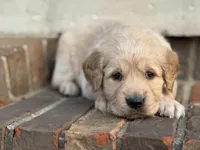 Purple collar, a female Golden Retriever for sale in Cookeville, TN – Photo 4 of 5