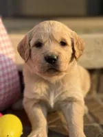 Purple collar, a female Golden Retriever for sale in Cookeville, TN – Photo 1 of 5