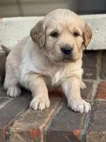 Purple collar, a female Golden Retriever for sale in Cookeville, TN – Photo 5 of 5