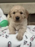 Blue collar , a male Golden Retriever for sale in Cookeville, TN – Photo 4 of 7