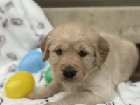 Blue collar , a male Golden Retriever for sale in Cookeville, TN – Photo 1 of 7
