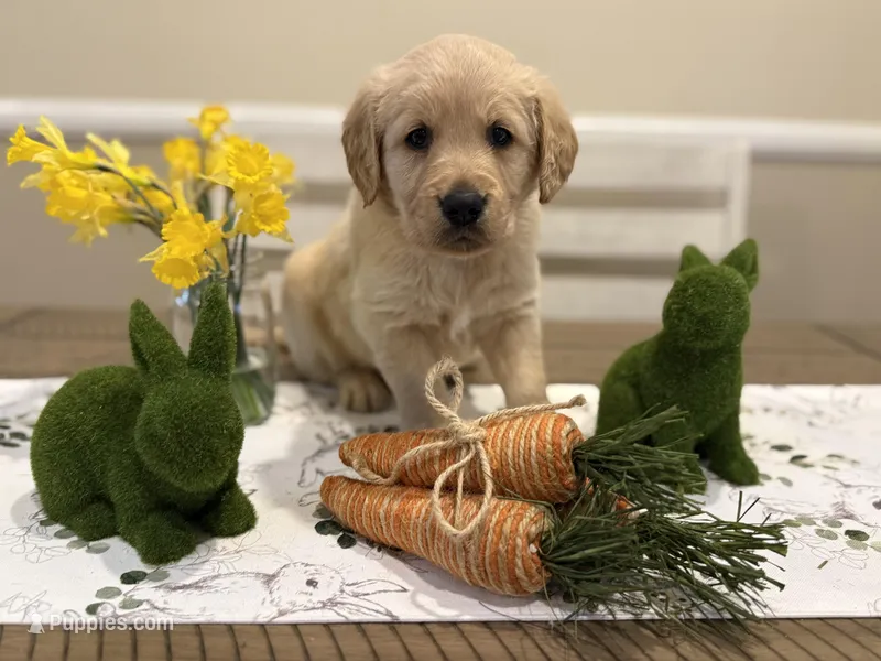 Red collar  – Golden Retriever puppy for sale in Cookeville, TN