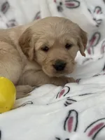 Blue collar , a male Golden Retriever for sale in Cookeville, TN – Photo 3 of 7