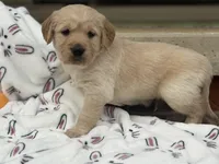 Blue collar , a male Golden Retriever for sale in Cookeville, TN – Photo 7 of 7