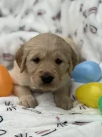 Blue collar , a male Golden Retriever for sale in Cookeville, TN – Photo 2 of 7