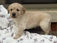 Blue collar , a male Golden Retriever for sale in Cookeville, TN – Photo 6 of 7