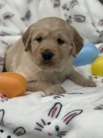 Blue collar , a male Golden Retriever for sale in Cookeville, TN – Photo 5 of 7