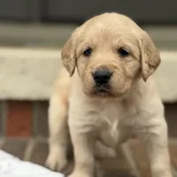 Red collar , a male Golden Retriever for sale in Cookeville, TN – Photo 1 of 6