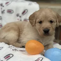 Red collar , a male Golden Retriever for sale in Cookeville, TN – Photo 4 of 6