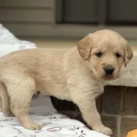 Red collar , a male Golden Retriever for sale in Cookeville, TN – Photo 6 of 6