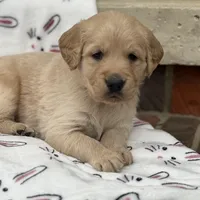 Red collar , a male Golden Retriever for sale in Cookeville, TN – Photo 5 of 6