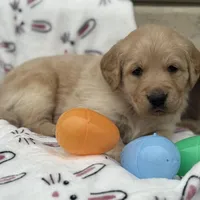 Red collar , a male Golden Retriever for sale in Cookeville, TN – Photo 3 of 6