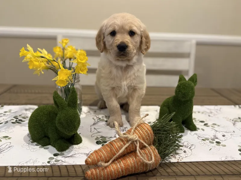 Blue collar  – Golden Retriever puppy for sale in Cookeville, TN