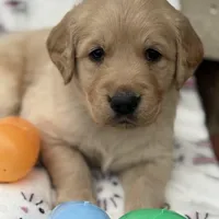 Red collar , a male Golden Retriever for sale in Cookeville, TN – Photo 2 of 6
