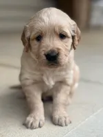 Green Collar, a male Golden Retriever for sale in Cookeville, TN – Photo 2 of 8