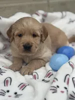 Green Collar, a male Golden Retriever for sale in Cookeville, TN – Photo 5 of 8