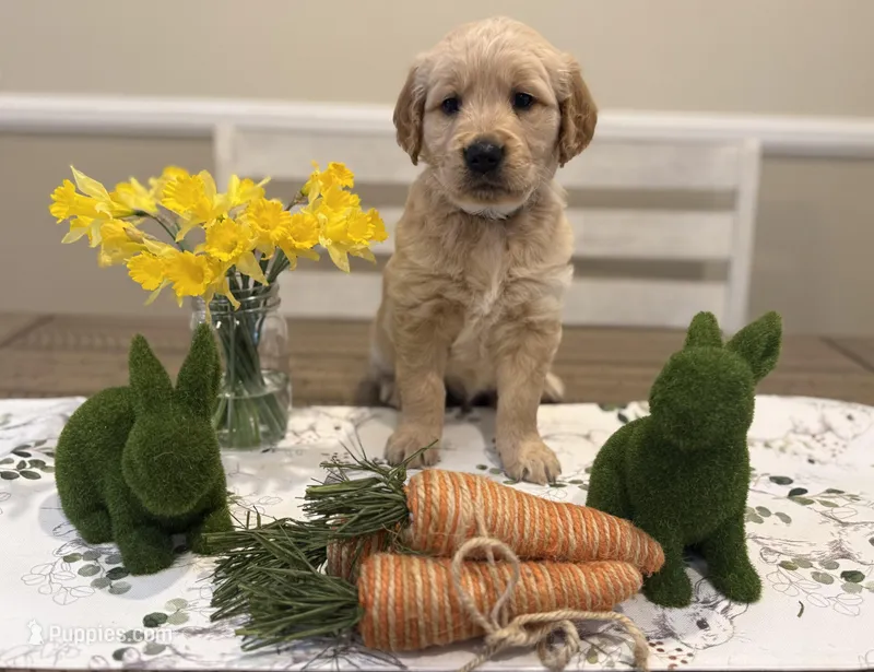 Green Collar – Golden Retriever puppy for sale in Cookeville, TN