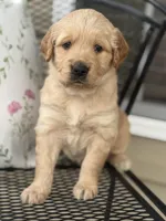 Green Collar, a male Golden Retriever for sale in Cookeville, TN – Photo 3 of 8