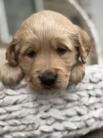 Green Collar, a male Golden Retriever for sale in Cookeville, TN – Photo 4 of 8