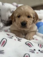 Green Collar, a male Golden Retriever for sale in Cookeville, TN – Photo 1 of 8
