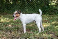 Seagrams 7  (puppy #7), a male Jack Russell Terrier for sale in Fort Atkinson, WI – 3 of 8
