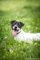 Frozen, a female Jack Russell Terrier for sale in Fort Atkinson, WI – 1 of 3