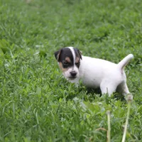 Mars (Puppy #6), a male Jack Russell Terrier for sale in Fort Atkinson, WI – Photo 5 of 8